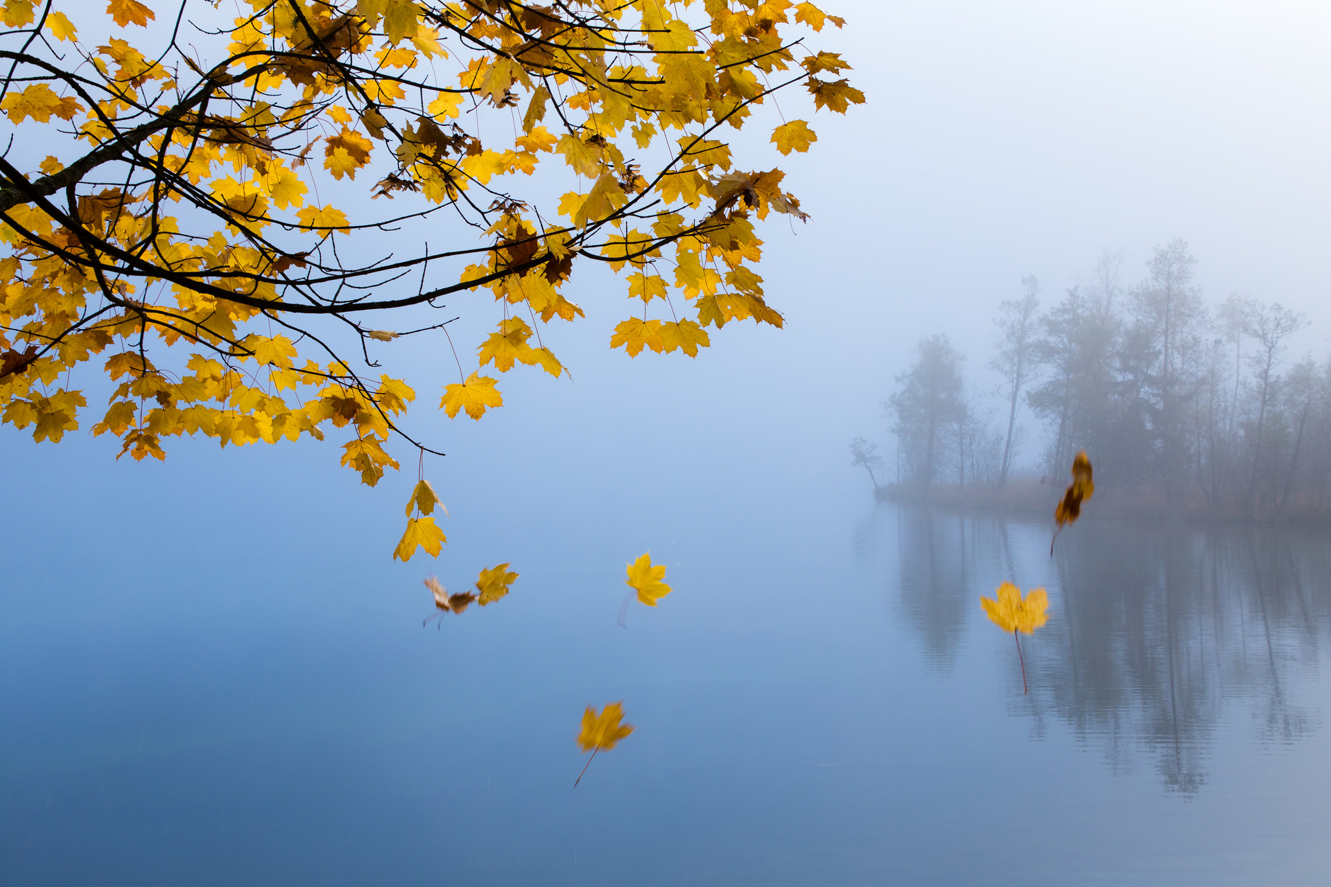 Falling leaves